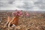 Socotra - фотовпечатления...