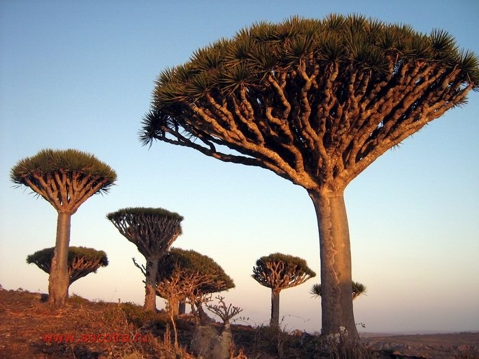 Самые интересные представители флоры нашей планеты Socotra-064