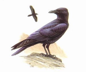 Коричневогрудый ворон (Corvus ruficollis)