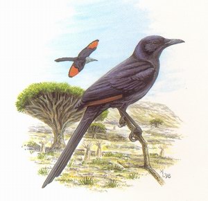 Скворец сомалийский (Onychognathus blythii) 