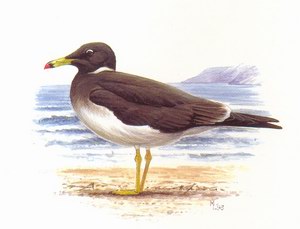 Аденская чайка (Lams hemprichii)