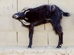 Козы сожрали Сокотру