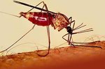 Малярия на Сокотре