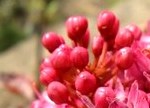 Цветы сокотрийского ладана