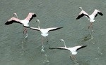 Фламинго на Сокотре