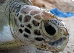 Черепахи острова Сокотра