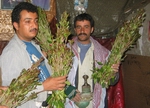 Кат - йеменский национальный наркотик