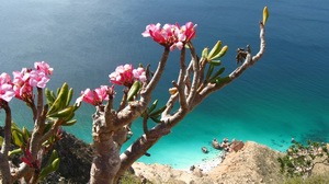 остров Сокотра, Йемен
