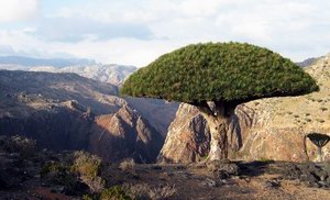 Драконовые деревья на плато Dixam, Socotra