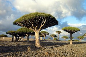 Драконовое дерево, Сокотра, Йемен
