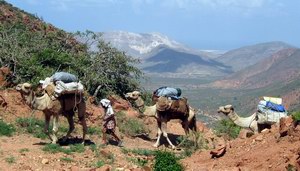 Трекинг с верблюдами на Сокотре