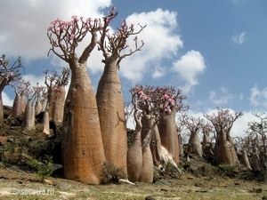сад бутылочных деревьев на острове Сокотра