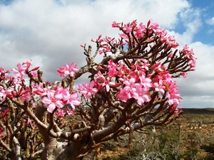 Бутылочное дерево на острове Сокотра