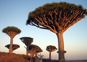 Драконовое дерево, Сокотра, Йемен
