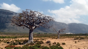 Мирровое дерево, о. Сокотра