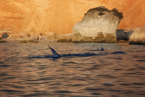 Дельфины в бухте Шуаб